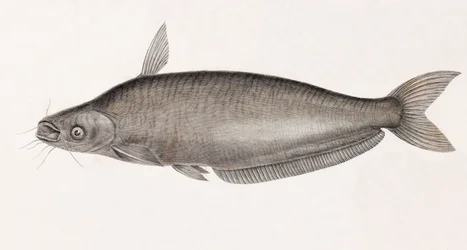 De Silure Schilbe