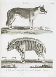 De wolf en de gestreepte hyena en cantharis insecten