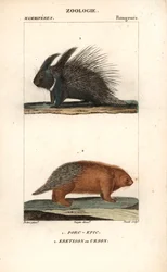 De stekelvarken en de eretison of urson of stekelvarken van Amerika - Gravure door Jean Gabriel Pretre, gegraveerd door Carnonkel, voor het woordenboek van natuurwetenschappen: zoogdieren door Frederic Cuvier, bewerkt door Pierre Jean Francois Turpin