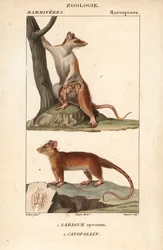 De sarigue of opossum en de cayopollin - Gravure door Jean Gabriel Pretre, gegraveerd door Carnonkel, voor het woordenboek van natuurwetenschappen: zoogdieren door Frederic Cuvier, bewerkt door Pierre Jean Francois Turpin