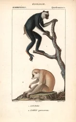 Lemurien indri indri en loris lazy - Lithografie, illustratie door Jean Gabriel Pretre (1780-1885) bewerkt door Pierre Jean Francois Turpin (1775-1840), extract uit het dictionary of natural sciences door Frederic Cuvier, Parijs, Frankrijk
