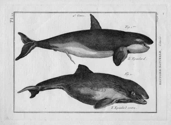 De orka en de dikke orka in "Tableau Encyclopedique et Methodique des trois Regnes de la Nature" door Pierre Joseph Bonnaterre, Parijs 1784