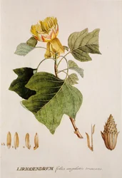 Liriodendron tulipifera/Tulpenboom
