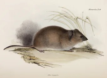 Langharige of pest rat, Australië, ca. 1832-1836