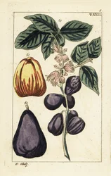 Maleise appel, Syzygium malaccense
