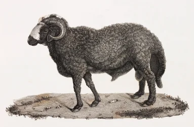 Zoogdieren: een ram met een grote staart