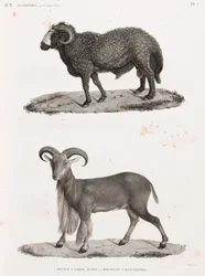 Zoogdieren: een ram met een grote staart en een Barbarijs schaap