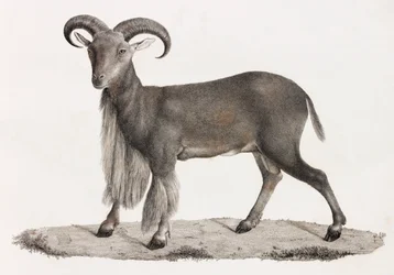 Zoogdieren: een berberschaap