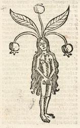 Mandragora (vrouwelijke vorm)