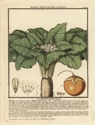 Mandragora, Mandragora officinarum