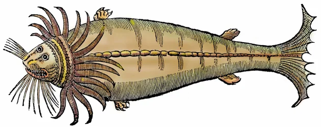 Zeemeeuw, xylografie uit "Paralipomena accuratissima historiae omnium animalium quae in voluminibus Aldrovandi desiderantur" door Bartholomaeus Ambrosinus