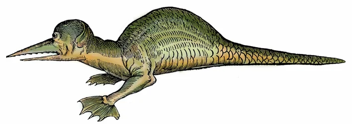 Mariene draak (Draco marinus), xylografie uit Paralipomena accuratissima historiae omnium animalium quae in voluminibus Aldrovandi desiderantur door Bartholomaeus Ambrosinus