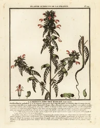 Moerasluiswortel, Pedicularis palustris