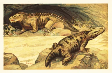 Mastodonsaurus en Pareiasaurus, 1908