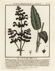 Weidesalie, Salvia pratensis