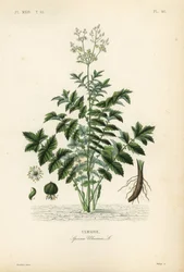 Moerasspirea, Filipendula ulmaria, Spiraea ulmaria, Ulmaire