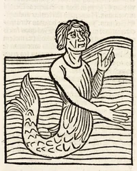 Meerman