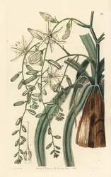 Mexicaanse zeepkruid - Golvendbladige zeepplant, Chlorogalum pomeridianum var. divaricatum. Handgekleurde kopergravure door George Barclay naar een illustratie van Miss Sarah Drake uit Edwards