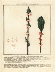 Peperboompje, Daphne mezereum