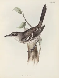 Spotvogel, Galapagos Eilanden, ca. 1832-1836