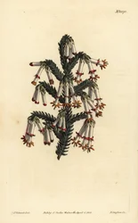 Monadelphous heide