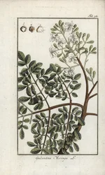 Moringa (Moringa oleifera). Lithografie uit “Afbeelding der Artseny-Gewassen” door Johannes Zorn (1739-1799), Nederland