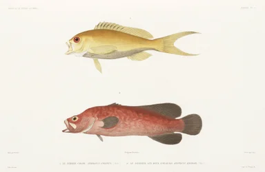 Gevlekte zeepvis en Robijn Anthias