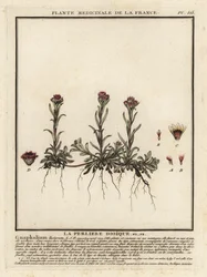 Berg eeuwig, Antennaria dioica