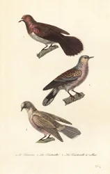 Treurduif, tortelduif en roodogige duif