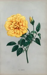 Nanjing roos, gele variëteit van de theeroos gekweekt door Monsieur Ducher in Lyon in 1871 - Les Roses, Parijs