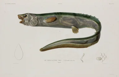 Natacanthus nasus, IJsland, begin 19e eeuw