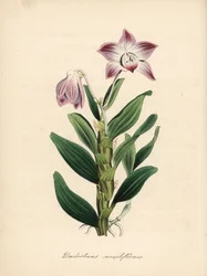 Halsketting-stengel dendrobium of sekikoku orchidee, Dendrobium moniliforme