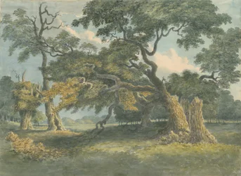 Needwood - Eik: aquarel schilderij, nd [?19e eeuw]