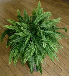 Nephrolepis exaltata, varen in een huis