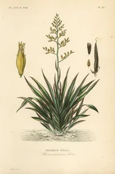 Nieuw-Zeelands vlas of harekeke, Phormium tenax