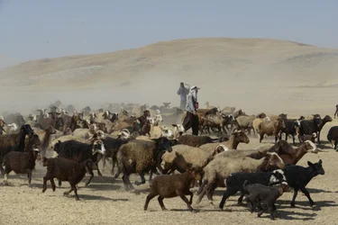 Nomadententen tussen Tamar en Ashkhaneh, Iran 2022