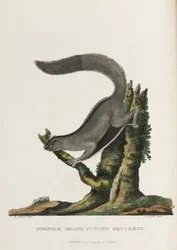 Norfolk Island vliegende eekhoorn, Australië, c 1788