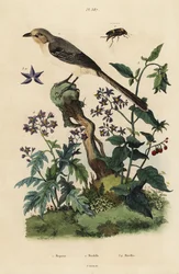 Noordelijke spotvogel, Mimus polyglottos orpheus 1, bitterzoete nachtschade, Solanum dulcamara 3, Solanum quercifolium 4, Mordella fasciata kever 2