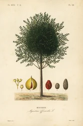 Nootmuskaatboom, Myristica fragrans, Myristica officinalis, Muscadier