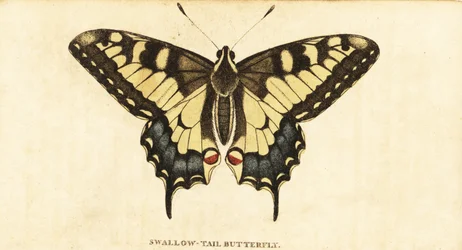 Oude Wereld koninginnenpage, Papilio machaon