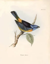 Ornithologie: Darwin