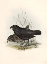 Ornithologie: Geospiza magnirostris of geospize een grote snavel Beschrijving van een zangvogel door Charles Darwin (1809-1882) geobserveerd tijdens zijn expeditie aan boord van de Beagle. Plaat uit The zoology of the voyage of H.M.S. Beagle. Deel III, Vog