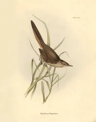 Ornithologie: Synallaxis rufogularis beschreven door Charles Darwin tijdens zijn expeditie aan boord van de Beagle. Plaat uit The zoology of the voyage of H.M.S. Beagle. Deel III, Vogels beschreven door John Gould, met opmerking over hun gewoonten door Cha