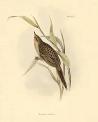 Ornithologie: Synallaxis rufogularis beschreven door Charles Darwin tijdens zijn expeditie aan boord van de Beagle. Plaat uit The zoology of the voyage of H.M.S. Beagle. Deel III, Vogels beschreven door John Gould, met opmerking over hun gewoonten door Cha