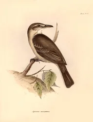 Ornithologie: De 