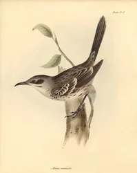 Ornithologie: De Mimus melanotis van de spotvogelfamilie beschreven door Charles Darwin tijdens zijn ontdekkingsreis aan boord van de Beagle. Plaat uit The Zoology of the voyage of H.M.S. Beagle onder het bevel van kapitein Fitzroy tijdens de jaren 1832 to