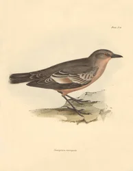 Ornithologie: De Taenioptera variegata beschreven door Charles Darwin tijdens zijn ontdekkingsreis aan boord van de Beagle. Plaat uit The Zoology of the voyage of H.M.S. Beagle onder het bevel van kapitein Fitzroy tijdens de jaren 1832 tot 1836