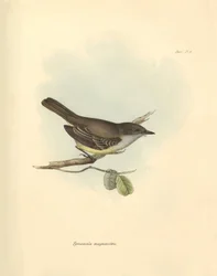 Ornithologie: De Tyrannula magnirostris van de vogel familie beschreven door Charles Darwin tijdens zijn ontdekkingsreis aan boord van de Beagle. Plaat uit The Zoology of the voyage of H.M.S. Beagle onder het bevel van kapitein Fitzroy tijdens de jaren 183