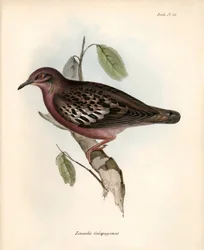 Ornithologie: "Zenaida Galapagoensis" Galapagosduif waargenomen en beschreven door Charles Darwin tijdens zijn expeditie aan boord van de Beagle. Plaat uit "The zoology of the voyage of H.M.S. Beagle. Flight. III, Birds described by John Gould"