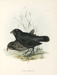Paar grote grondvinken, Galapagos-eilanden, ca. 1832-1836